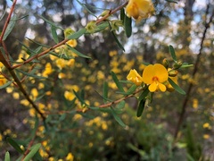 Pultenaea euchila