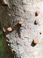 Hypoxylon fragiforme