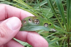 Botryosphaeria dothidea