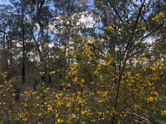 Pultenaea euchila