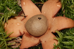 Geastrum triplex