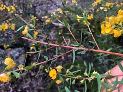 Pultenaea euchila