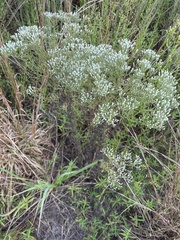 Eupatorium hyssopifolium