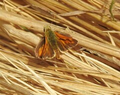 Ochlodes sylvanoides