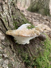 Rigidoporus populinus