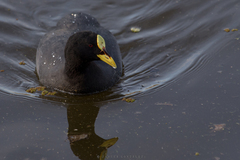 Fulica armillata