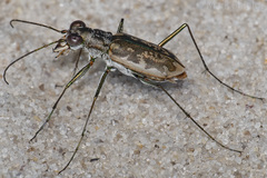 Ellipsoptera marginata
