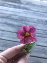 Calibrachoa