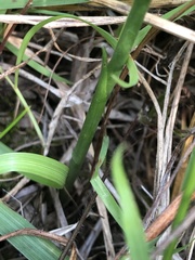 Spiranthes lacera gracilis