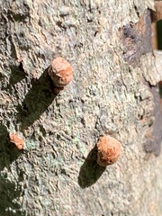 Hypoxylon fragiforme