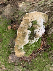 Rigidoporus populinus