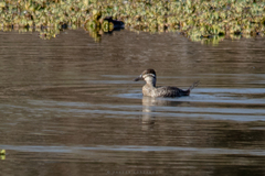 Oxyura vittata