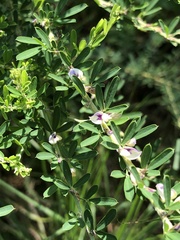 Lespedeza cuneata