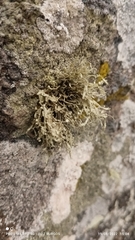 Ramalina intermedia