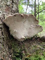 Rigidoporus populinus