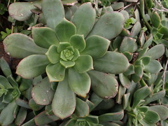 Aeonium urbicum