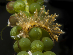 Hermaea evelinemarcusae