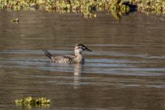 Oxyura vittata