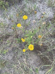 Heterotheca subaxillaris