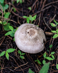 Agaricus