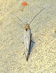 Scythrididae