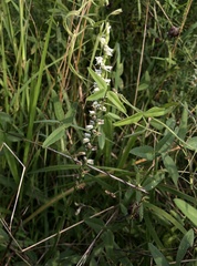 Spiranthes lacera gracilis