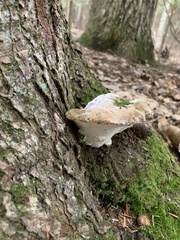 Rigidoporus populinus
