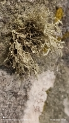 Ramalina intermedia