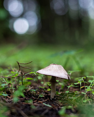 Agaricus