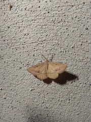 Isturgia arenacearia