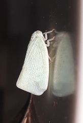 Flatormenis proxima