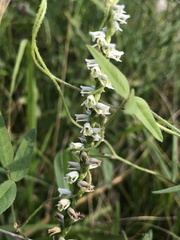 Spiranthes lacera gracilis
