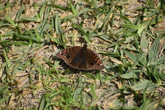 Junonia