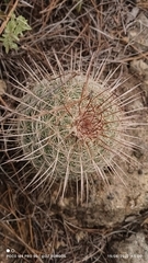 Mammillaria rhodantha