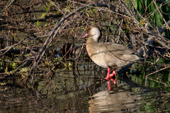 Amazonetta brasiliensis