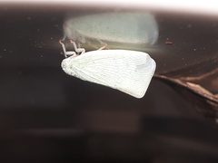 Flatormenis proxima