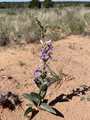 Penstemon fendleri