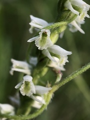 Spiranthes lacera gracilis