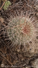Mammillaria rhodantha