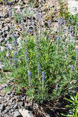 Lupinus meionanthus