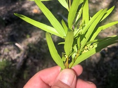 Notelaea linearis