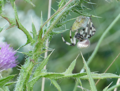 Araneus trifolium