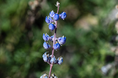 Lupinus meionanthus