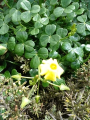 Oxalis megalorrhiza