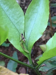 Cicadellinae