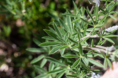 Lupinus meionanthus