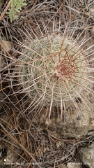Mammillaria rhodantha