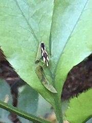 Cicadellinae