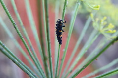 Coccinella septempunctata