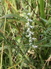 Spiranthes lacera gracilis